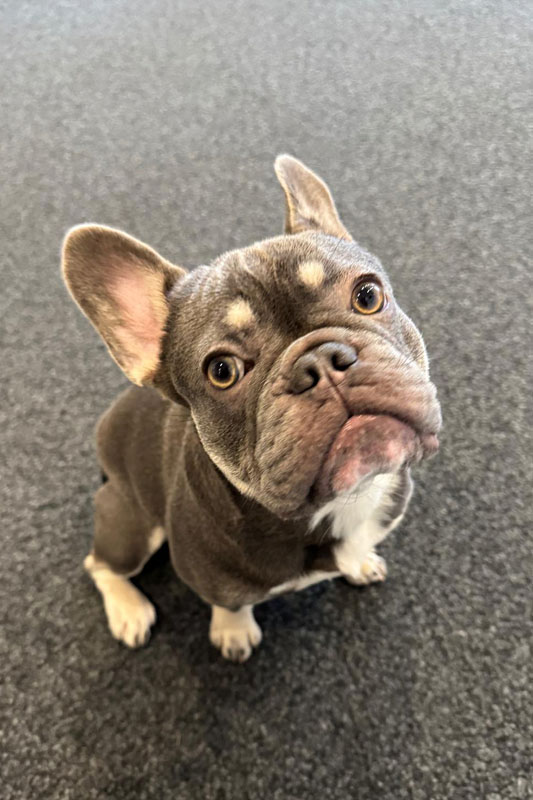 Eingrauer kleiner Hund.